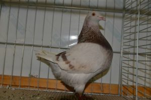 Pigeon Texan