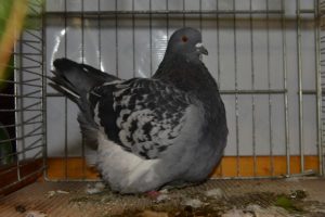 Pigeon Mondain