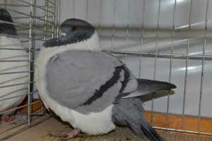 Pigeon Strasser bleu
