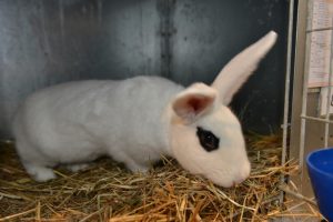 Hotot