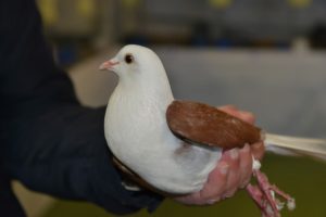 pigeon Boulant Voorburg